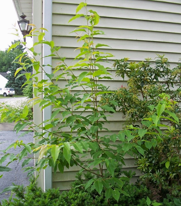 Is this a plum tree? | Houzz Forum