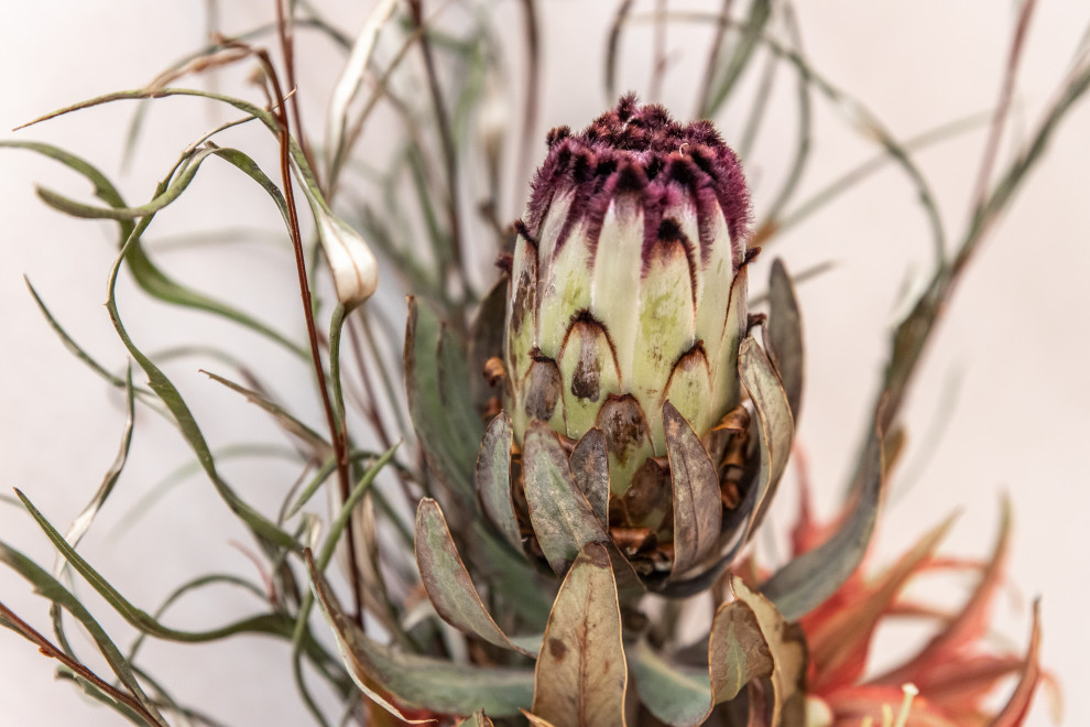 Тропическая кухня под цветком протеи