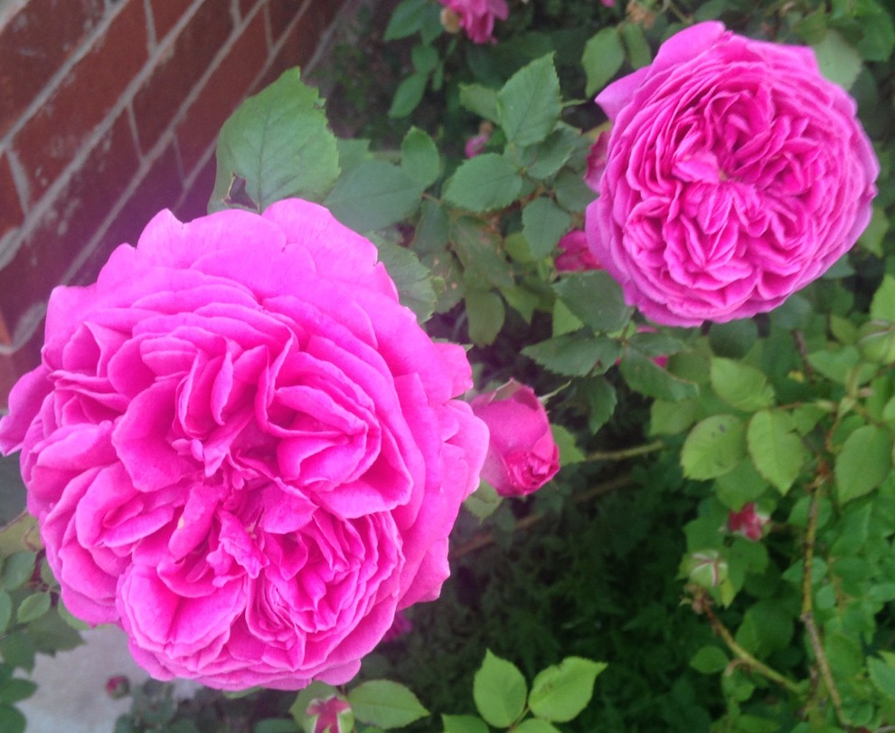 Your favorite Old Garden Roses? | Houzz Forum