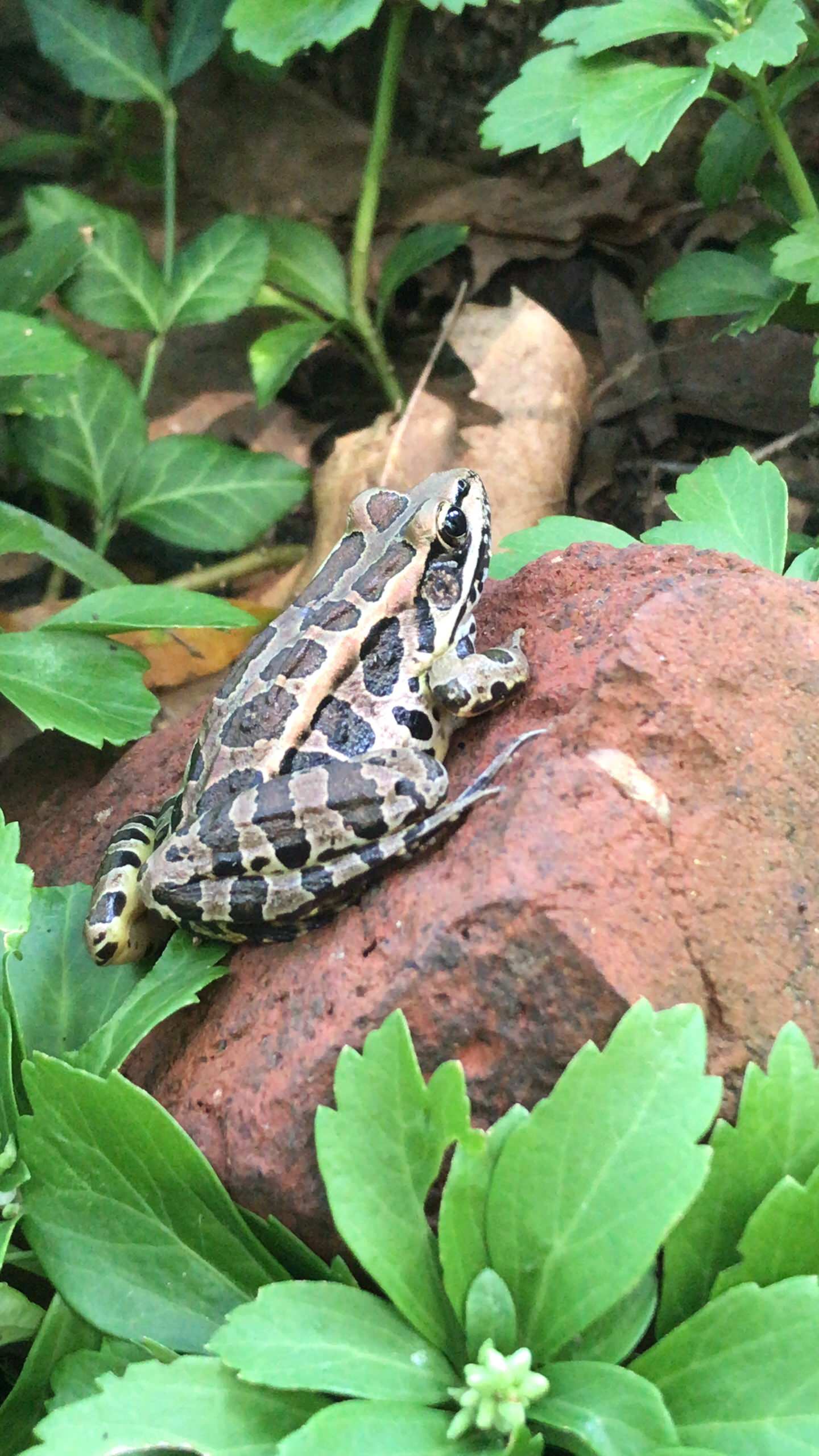 Garden Buddies