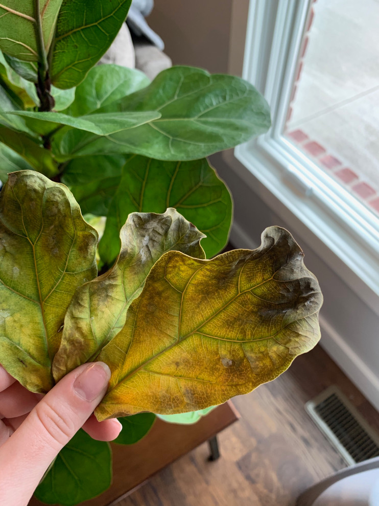 Help my Fiddle Leaf Fig | Houzz Forum