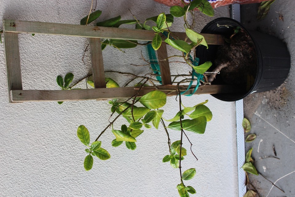 Mandevilla Dying How to bring it back?
