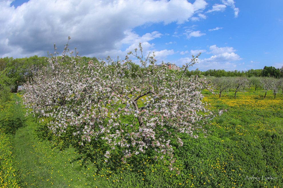 Плодовый сад МГУ