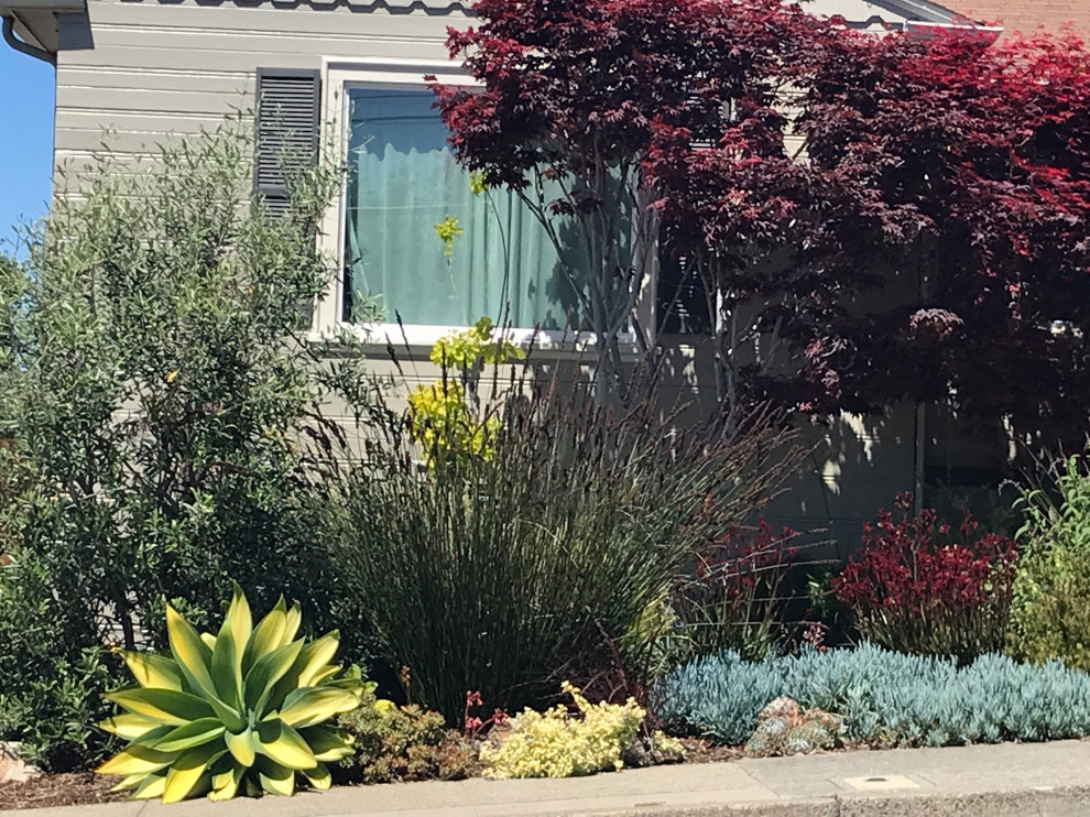 Photo of a small contemporary front yard full sun xeriscape for summer in San Francisco with a garden path and natural stone pavers.