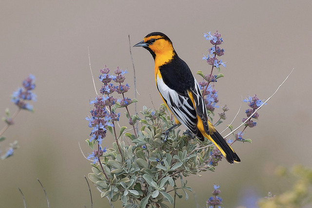 How to Identify Different Species of Orioles - Mosaic Birds Blog