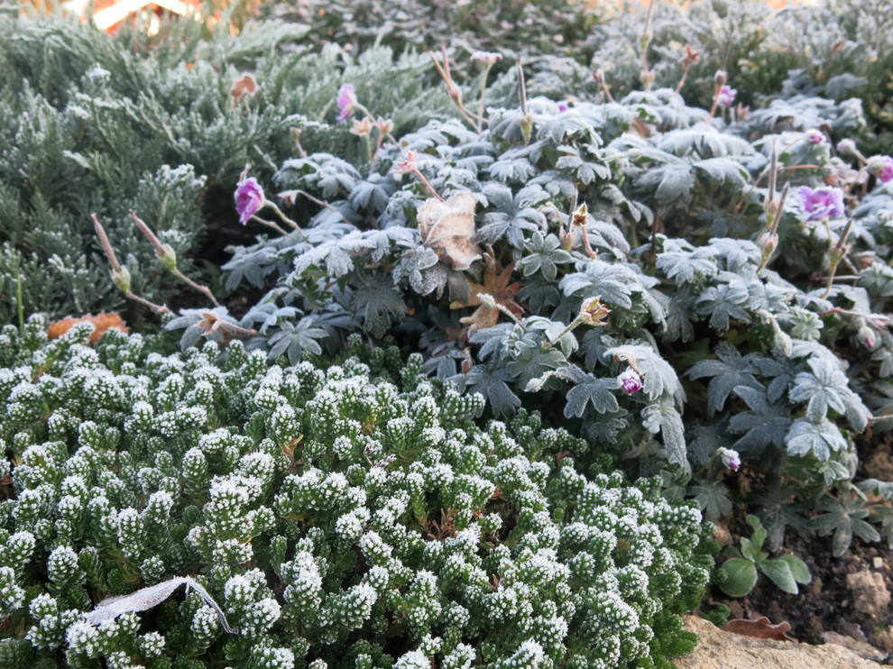 ЯГОДНОЕ ЛУКОШКО. СЕЗОН 2016. ПРЕДЗИМЬЕ. ПЕРВЫЕ ЗАМОРОЗКИ.