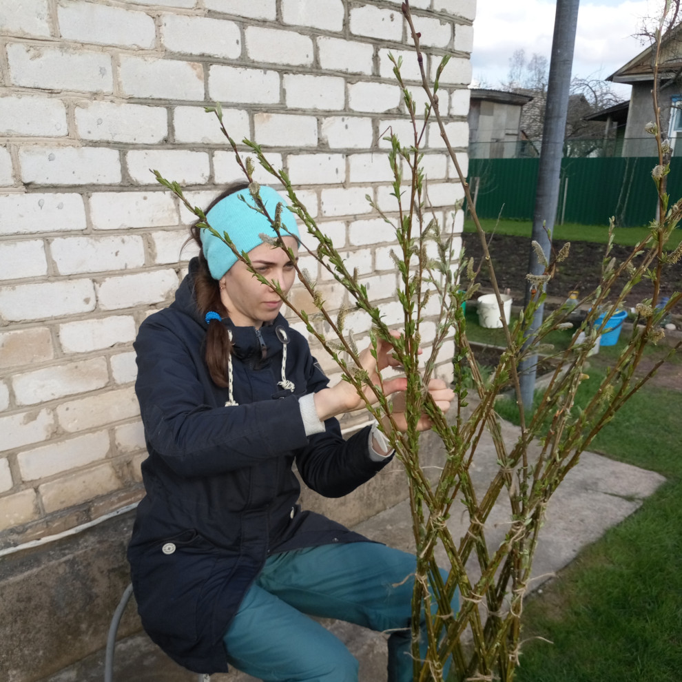 Ландшафт. Плетёная ива.