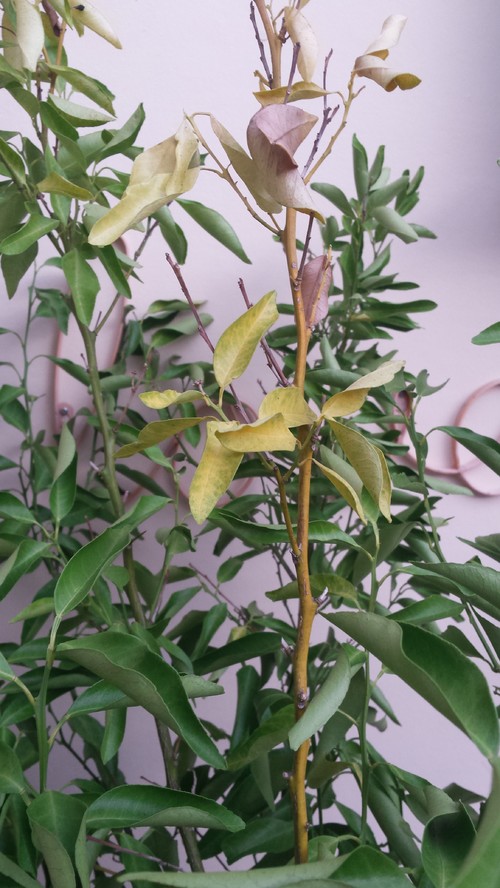 Why is my Mandarin tree turning yellow?