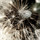 valerie_phelan2