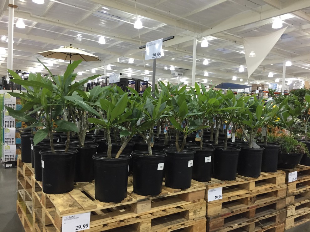 Costco's latest shipment