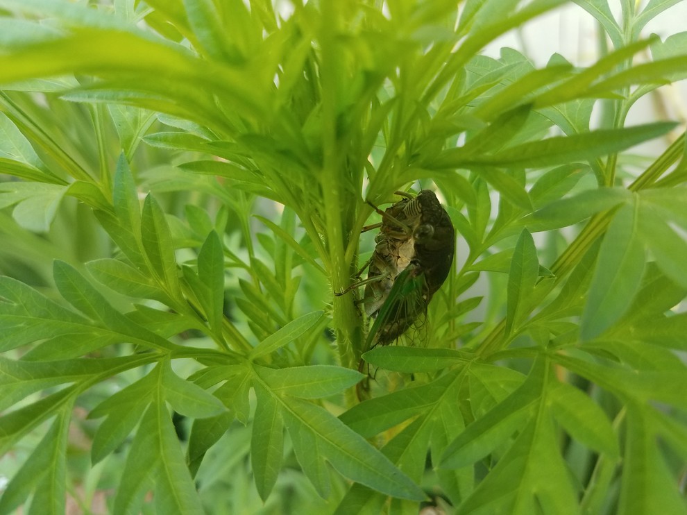 what is this insect? it's on a cosmo plant