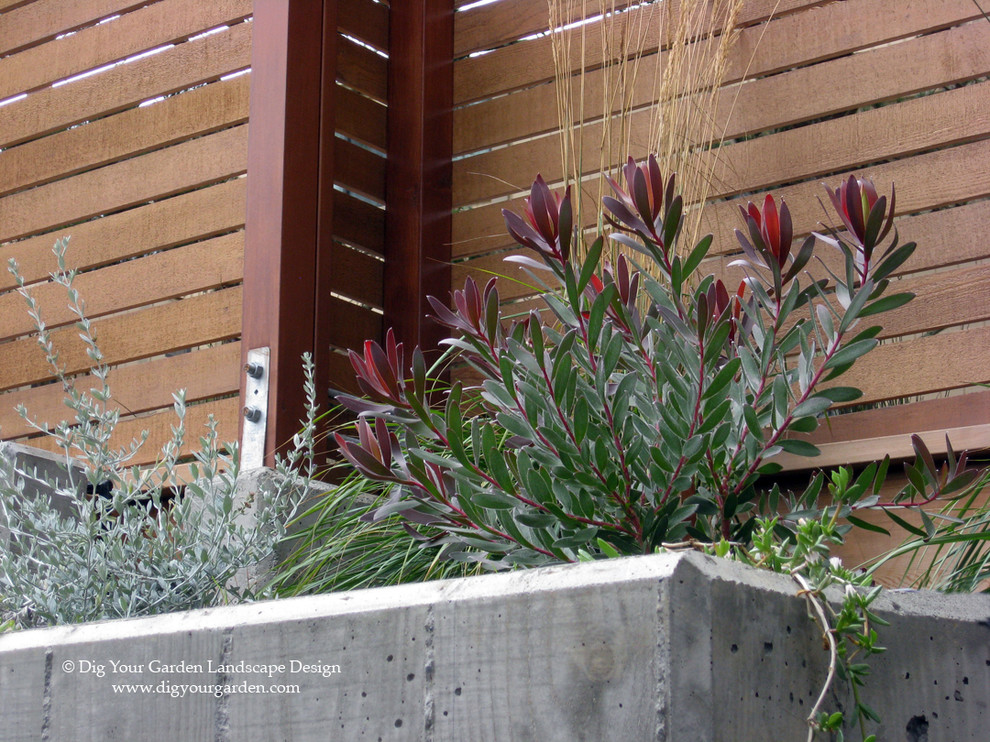 Photo of a small modern sloped full sun xeriscape for winter in San Francisco with a container garden and concrete pavers.