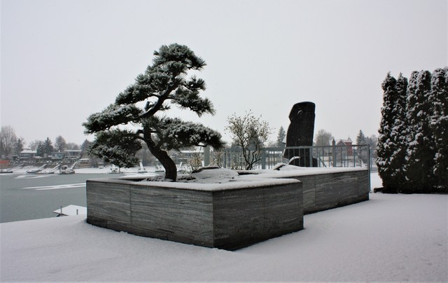 Bonsai Baum - Modern - Terrasse - Frankfurt am Main - von BB Gartenbau |  Houzz
