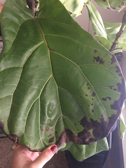 Fiddle Leaf Fig Brown Spots On Leaves | Zef Jam