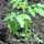 Last commented by hoosier40 6a Southern IN