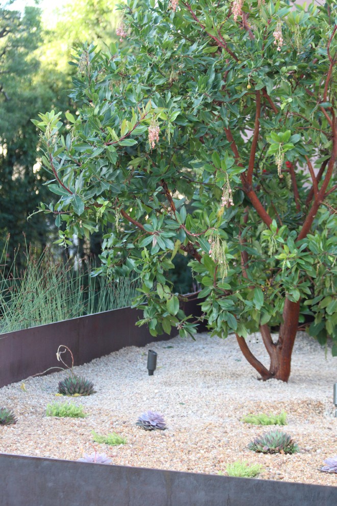 This is an example of a transitional landscaping in San Francisco.
