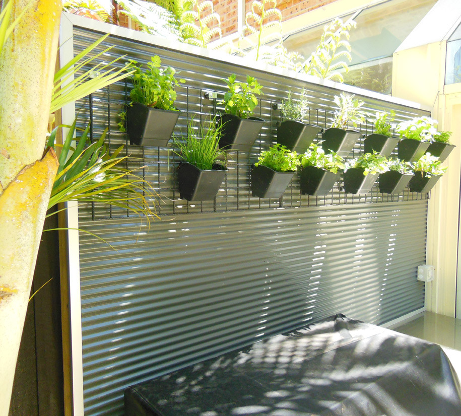 This is an example of a small contemporary backyard full sun garden in Sydney with a vertical garden.