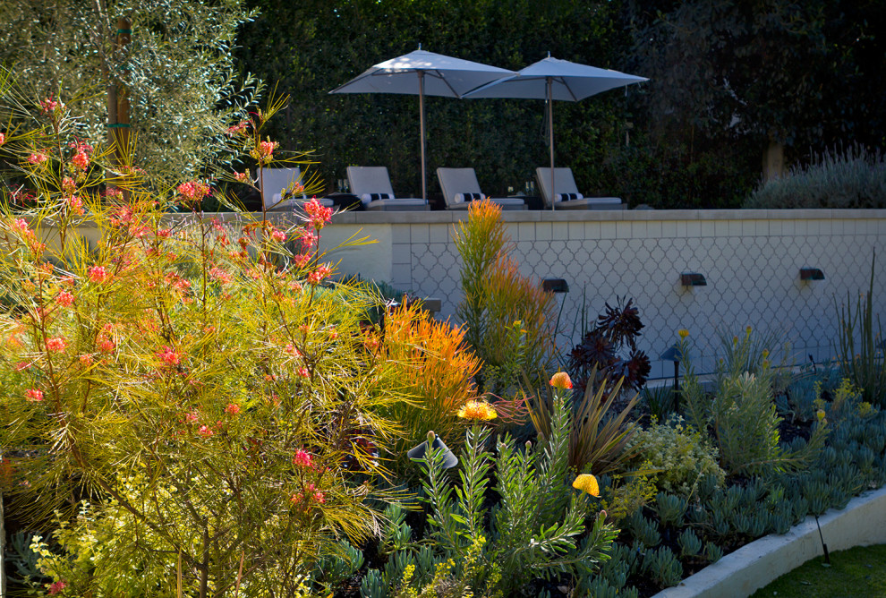 Photo of a large contemporary backyard xeriscape in Los Angeles with a retaining wall.