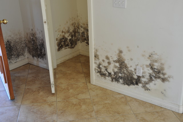 How To Get Rid Of Mold On Walls & Out Of The House! – Dorai Home
