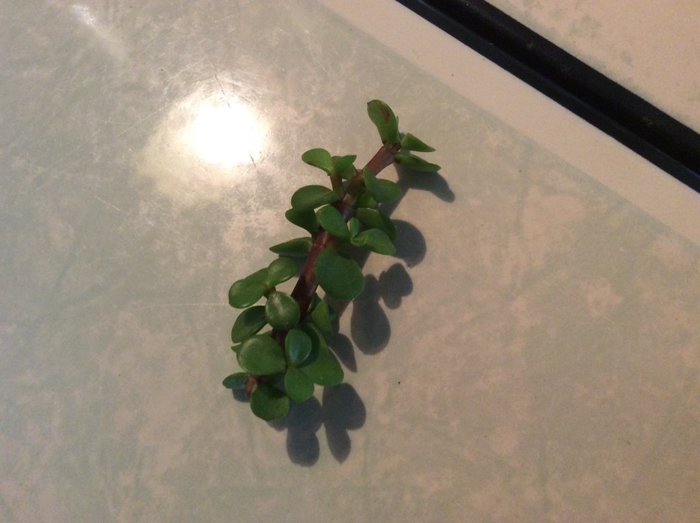 Propagate elephant bush