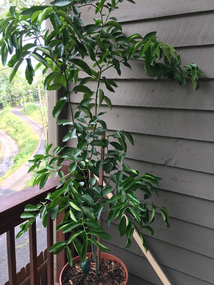 Helping a citrus tree recover after overwatering?