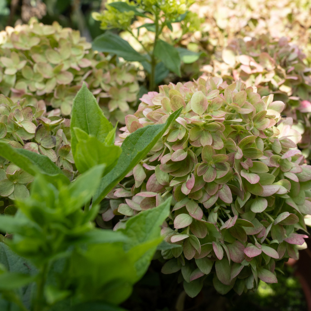 Гортензии для сада премиум-класса