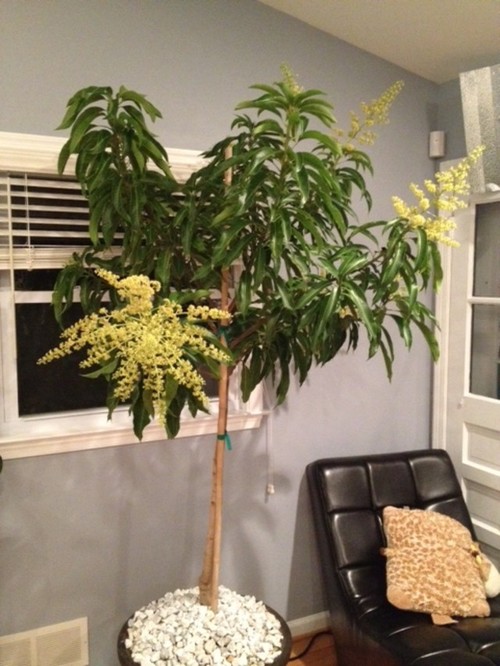 How Indoor Glenn Mango Pollinate?