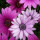 alicia_perry2