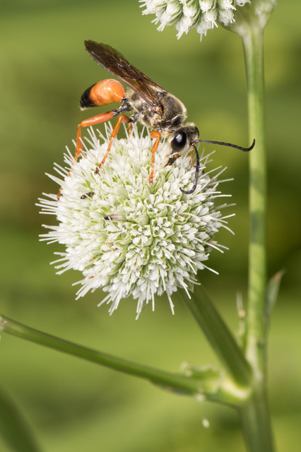 Great Golden Digger Wasp (Family Sphecidae) – Field Station