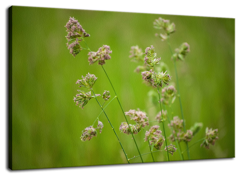 Softened Fields Floral Nature Photography Canvas Wall Art Print, 16" X 20"