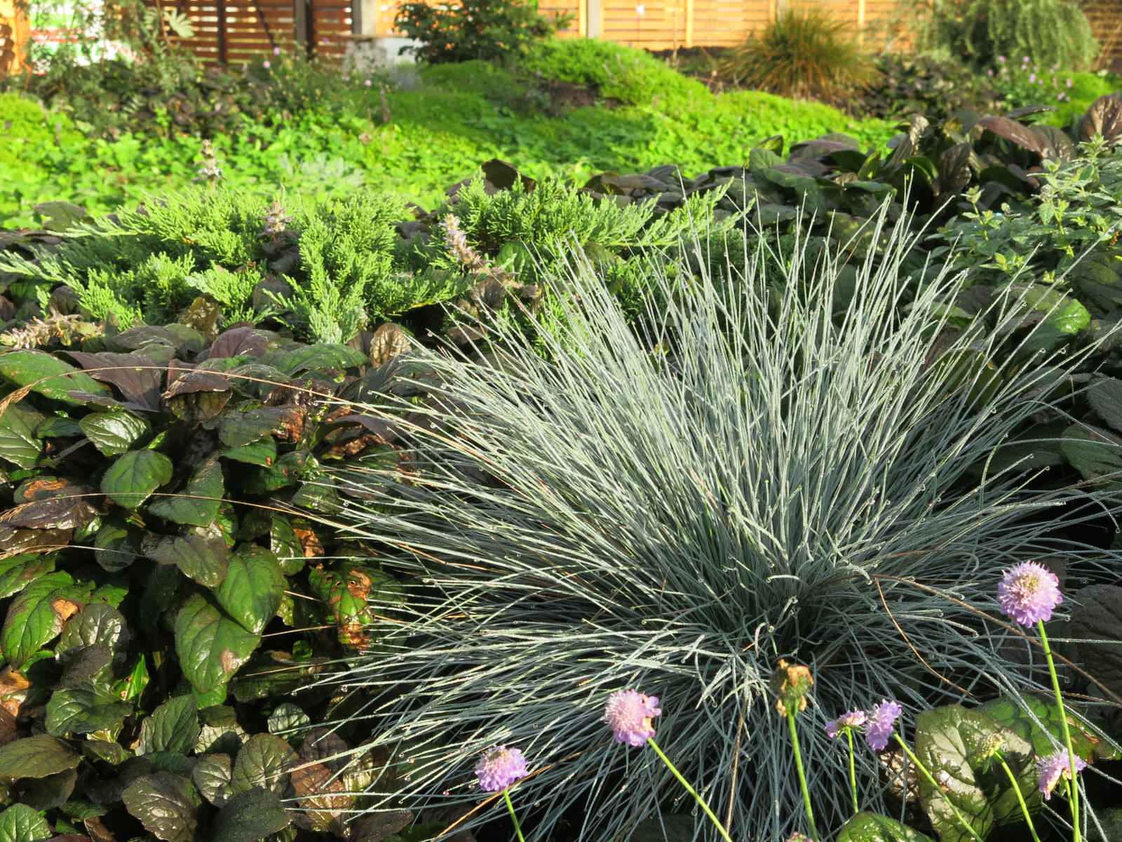 ЯГОДНОЕ ЛУКОШКО (РАСТВОРИВШИСЬ В РАДУГЕ). СЕЗОН 2016. УТРО