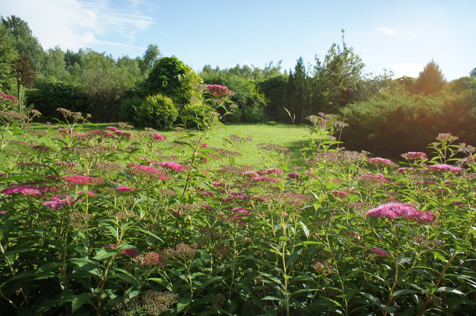 Деревенский сад