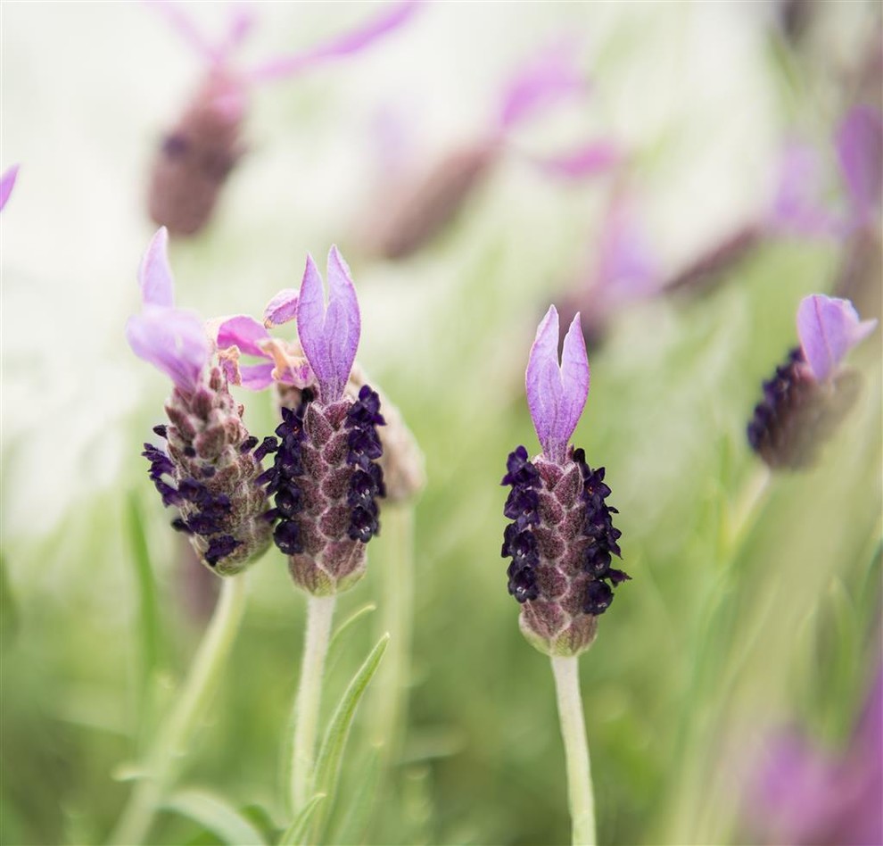 Inspiration for a contemporary garden in Sydney.