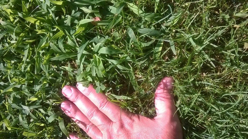 Crabgrass(?) taking over my lawn