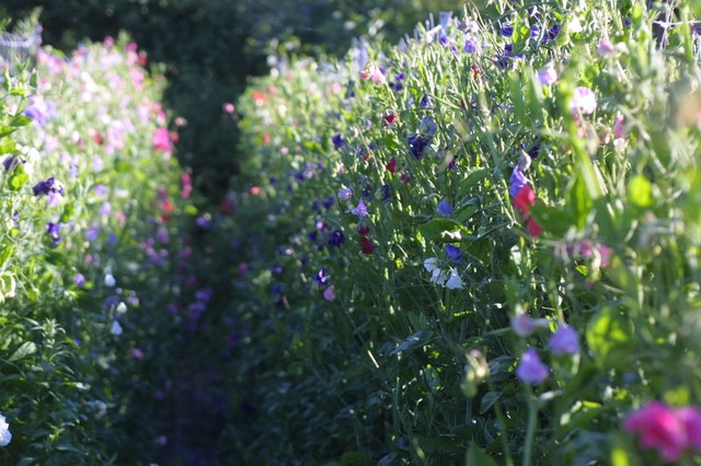 How To Start A Flower Farm Houzz