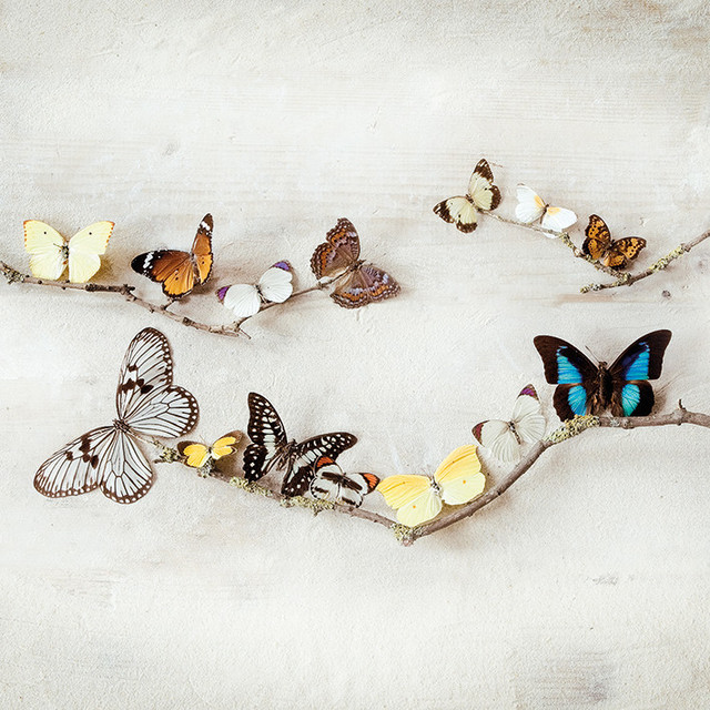 "Array of Butterflies" Printed Canvas by Ian Winstanley, 40x40 cm