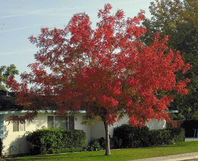 Chinese Pistache Tree 