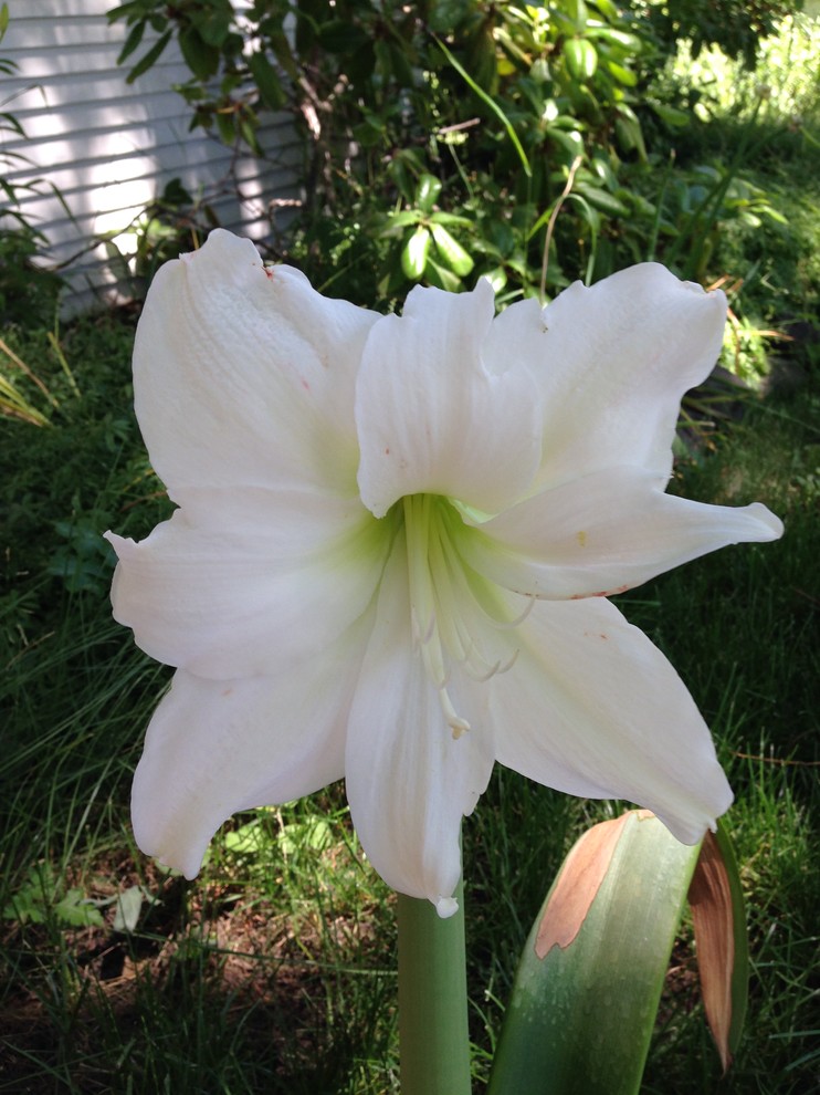Four-part flower