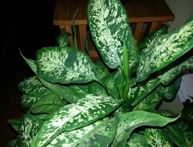 spike dracaena Heirloom Non-GMO Dracaena Spike Annual Flower Seeds for Planting – Organic  Garden Seeds with High Germination main image 1