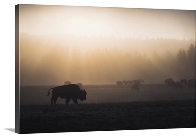 "Bison in Mist" Wrapped Canvas Art Print, 48"x32"x1.5"
