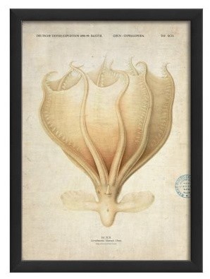 Cephalpoda XCII Wall Art - 12.65W x 17.13H in.