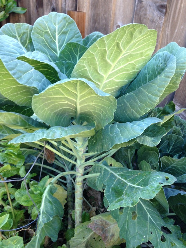 Is this some leafy vegetable plant?
