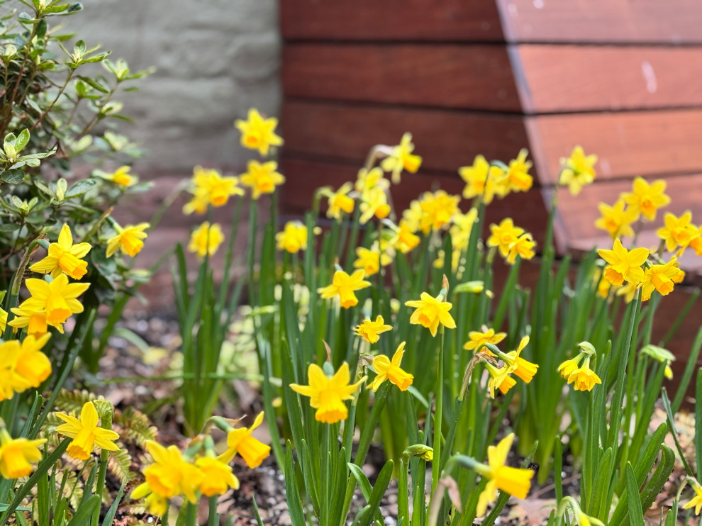 Brooklyn Heights Shady Garden