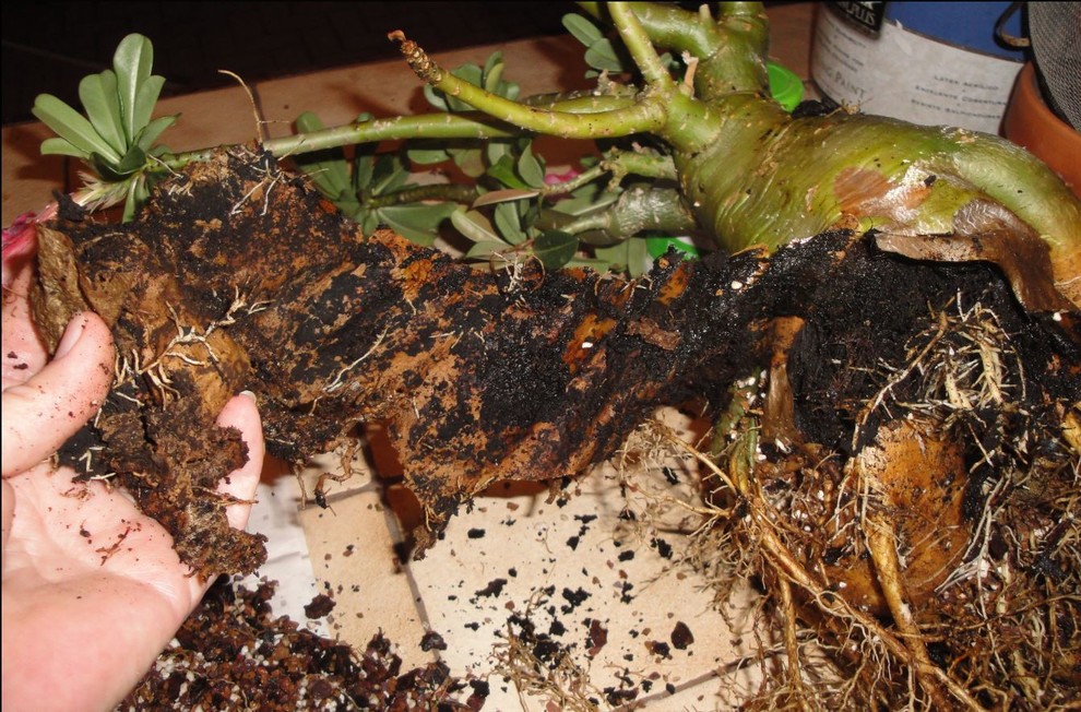 Need help with rotted desert rose