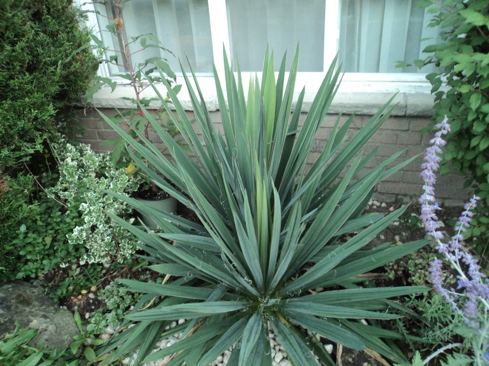 Yucca won't flower....