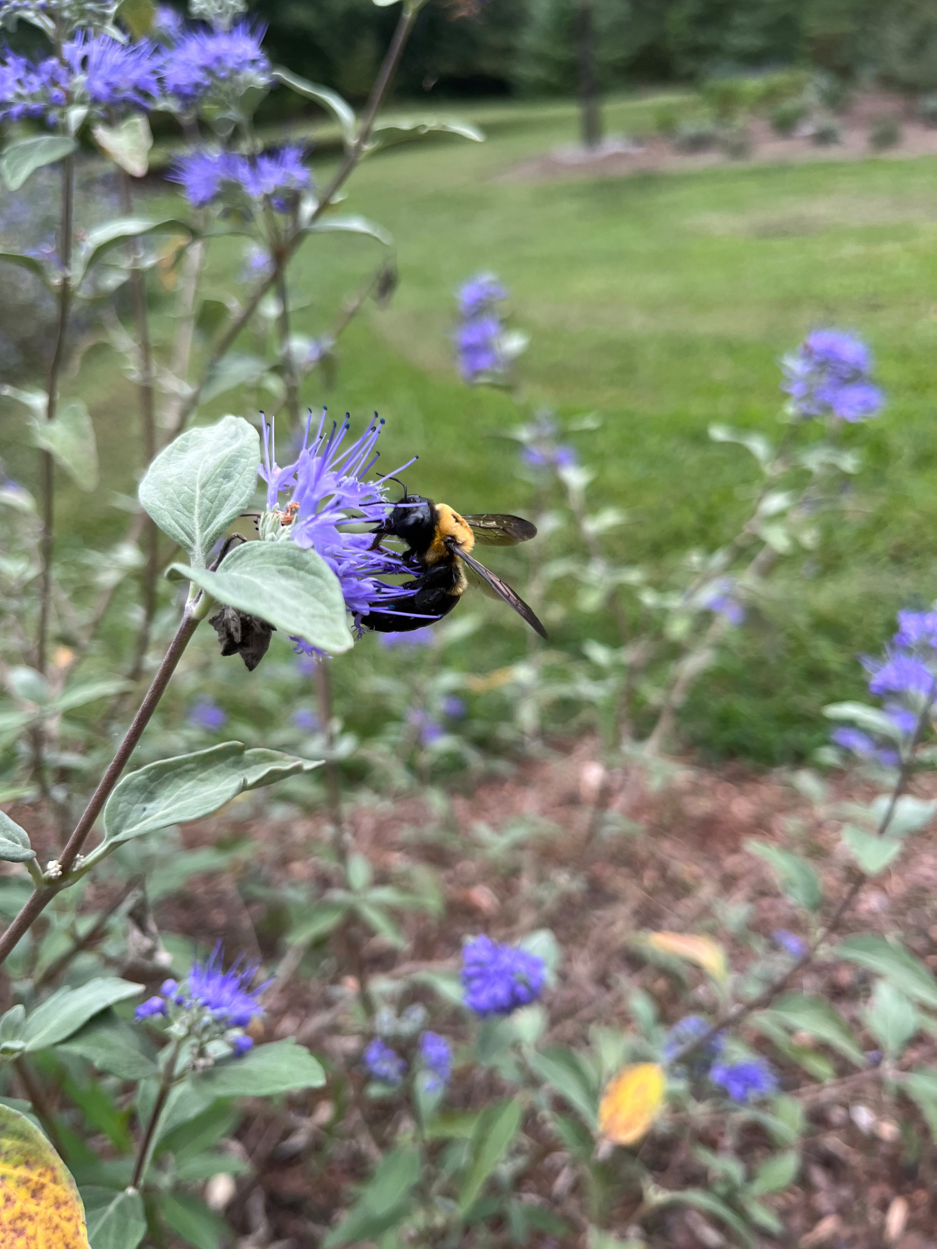 Garden Buddies