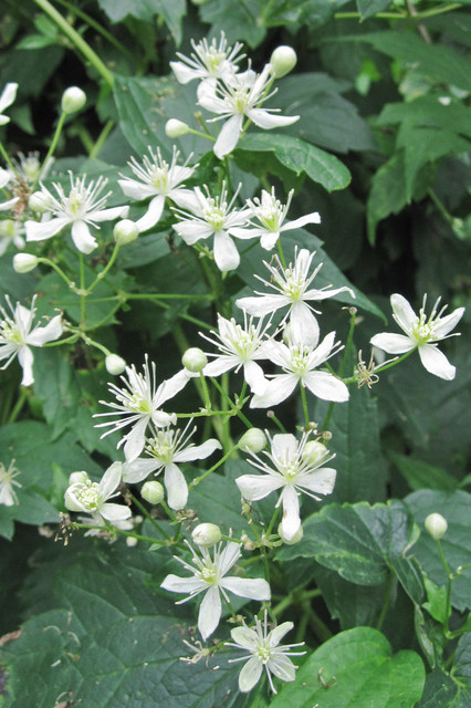 Great Design Plant Clematis Virginiana