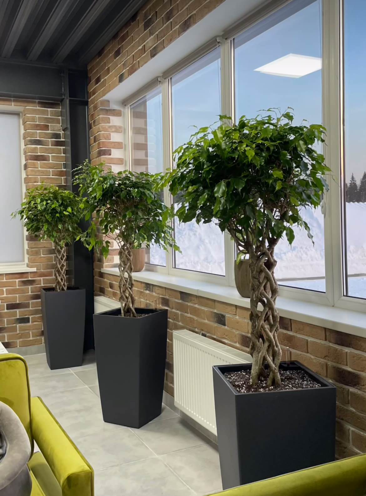 Озеленение офиса научно-производственного предприятия "ВЕГА"