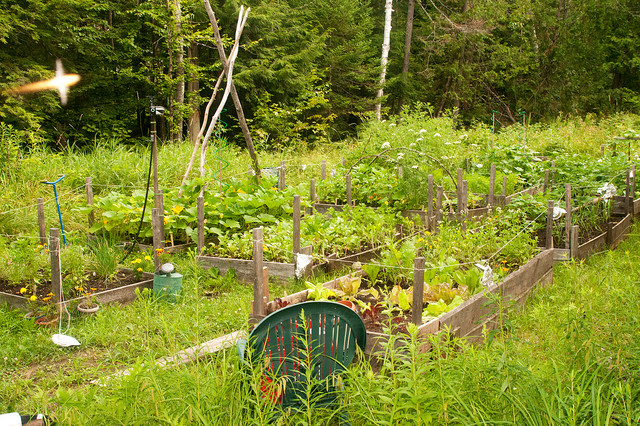 Vegetable Garden rustik-traedgaard