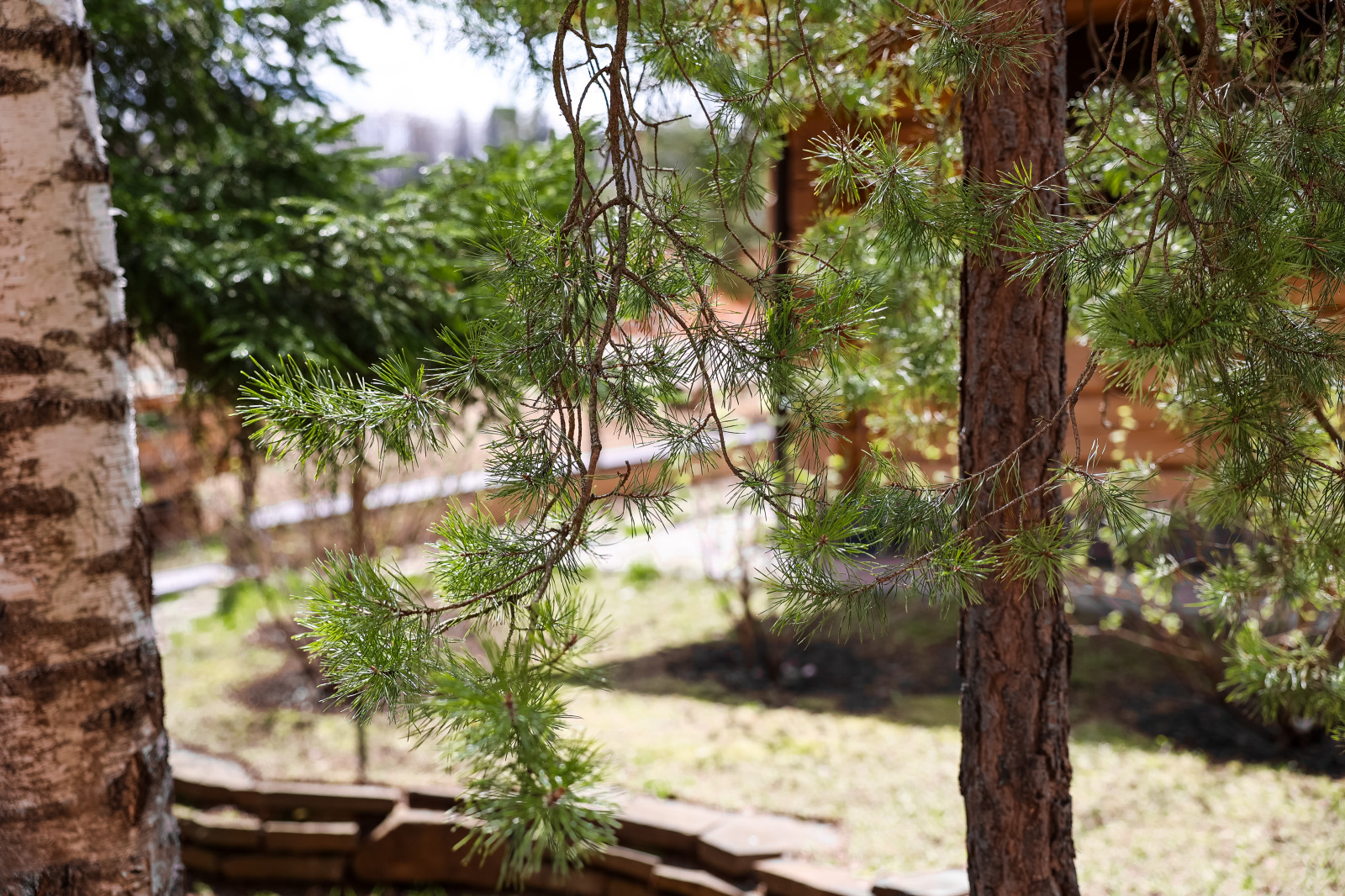 Лесной пейзаж